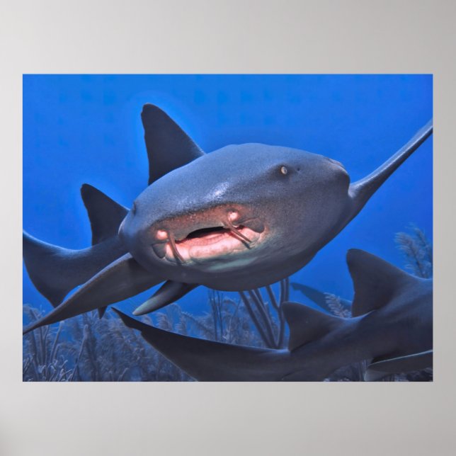 Affiche Crusing Nurse Shark (Devant)