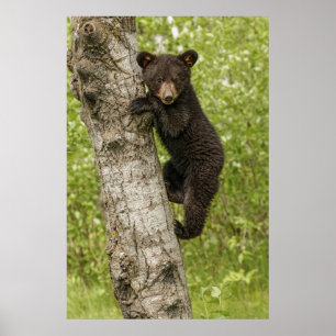 Affiche Cube d'ours noir dans l'arbre