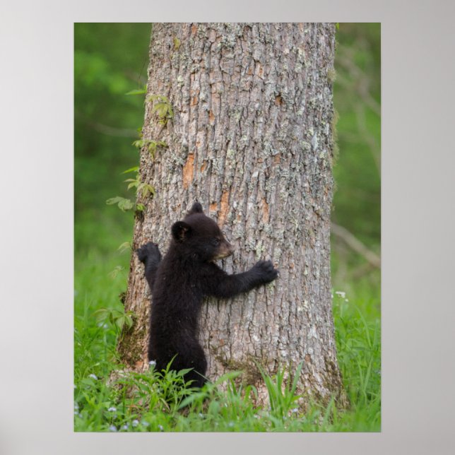 Affiche Cube d'ours noir | Great Smoky Mountains (Devant)