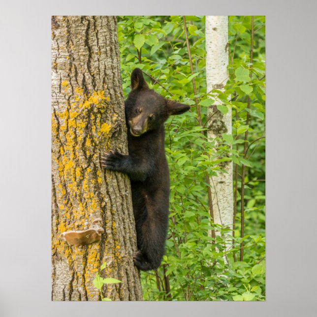 Affiche Cube d'ours noir | Minnesota (Devant)