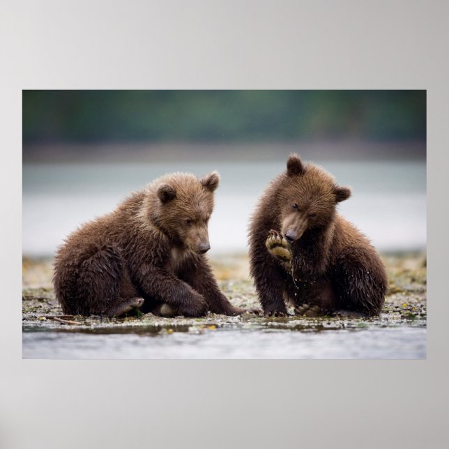 Affiche Cubes d'ours Brown au ruisseau (Devant)