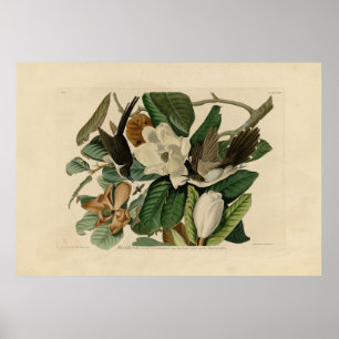 Affiche Cuckoo à bec noir - Audubon's Birds of America