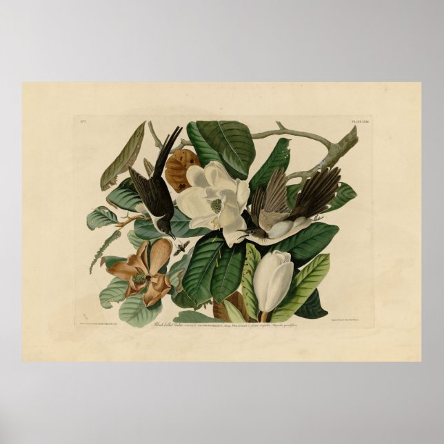 Affiche Cuckoo à bec noir - Audubon's Birds of America (Devant)