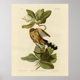 Affiche Cuckoo de la mangrove des oiseaux d'Amérique d'Aud