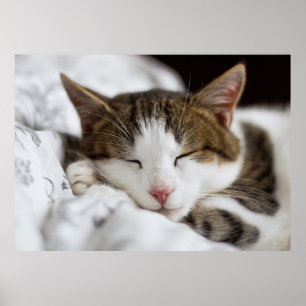 Affiche Cuisine Blanc Brown Gris Noir Chat Dormir