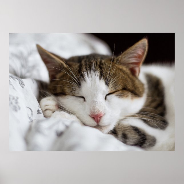 Affiche Cuisine Blanc Brown Gris Noir Chat Dormir (Devant)