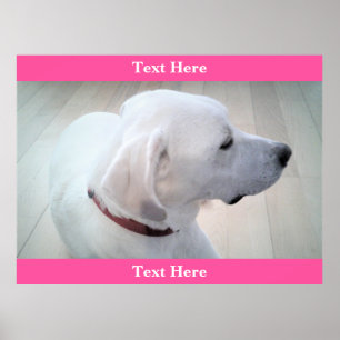 Affiche Cuisine Blanc Labrador Retriever Mix Profil de chi
