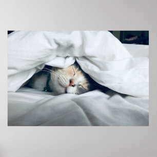 Affiche Cuisine blanche crème crème Chat Dormir