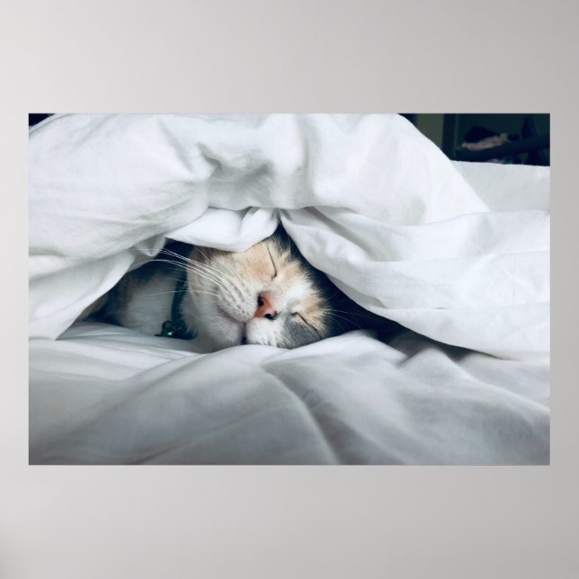 Affiche Cuisine blanche crème crème Chat Dormir (Devant)