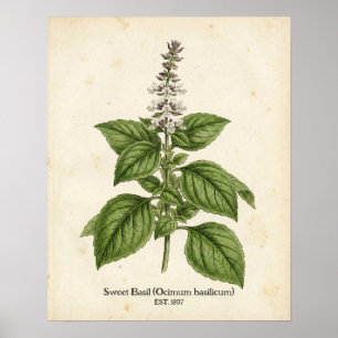 Affiche Cuisine botanique personnalisée à l'herbe de basil