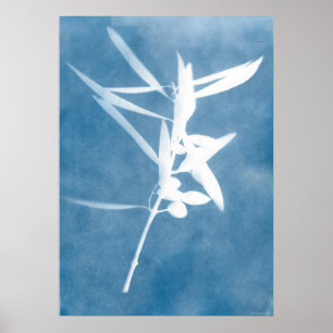 Affiche Cuisine Vintage d'Oliveraie Bleue Photo Cyanotype
