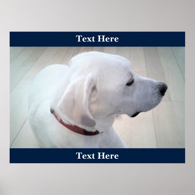 Affiche Cuit Blanc Labrador Retriever Mix Dog Profil bleu (Devant)