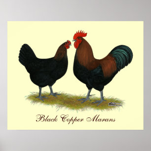 Affiche Cuivre noir des Marans