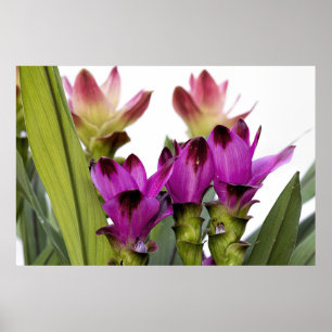 Affiche Curcuma