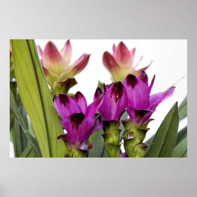 Affiche Curcuma (Devant)