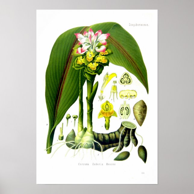 Affiche Curcuma zedoaria (Devant)
