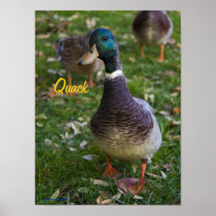 Affiche curieuse de canard