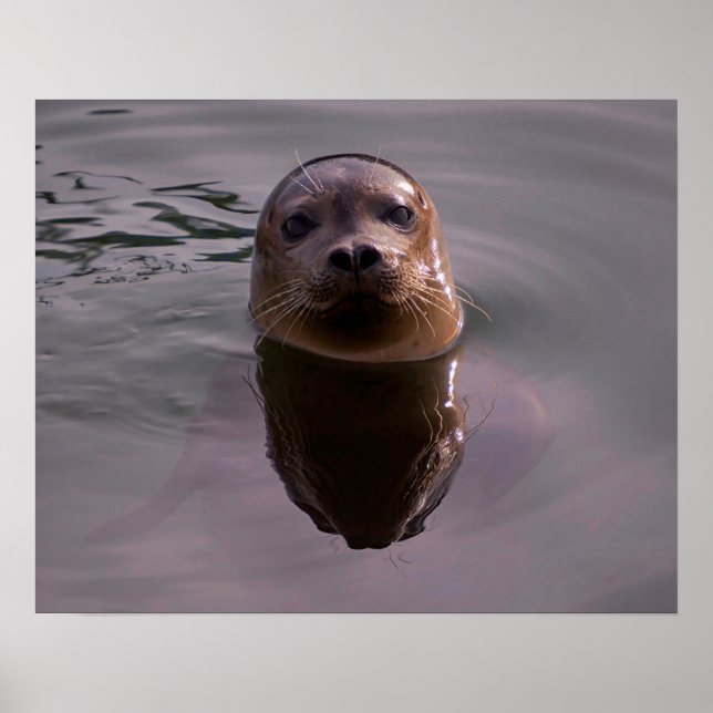 Affiche Curieux (Devant)