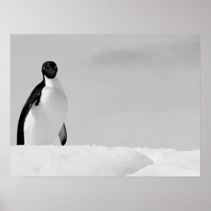 Affiche Curieux Adelie Penguin debout sur la neige antarct