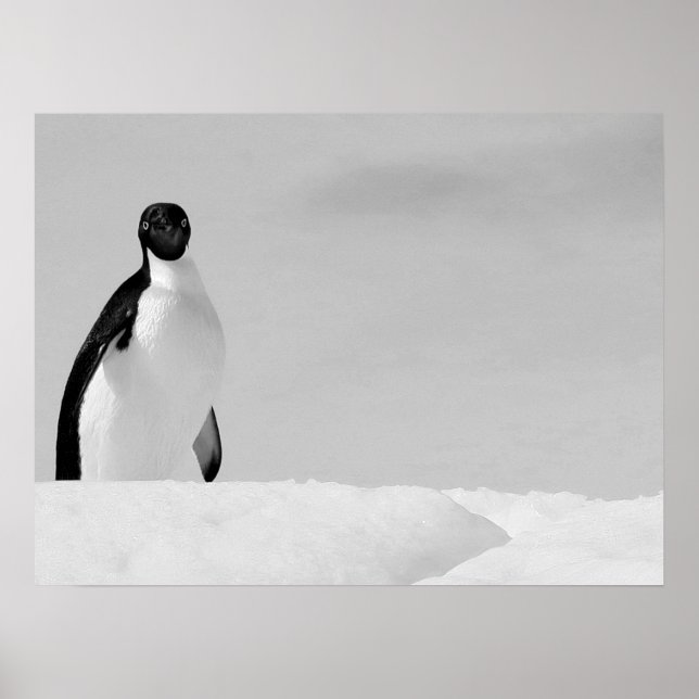 Affiche Curieux Adelie Penguin debout sur la neige antarct (Devant)