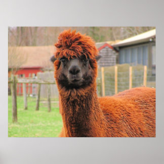 Affiche Curieux Alpaca ~ imprimer