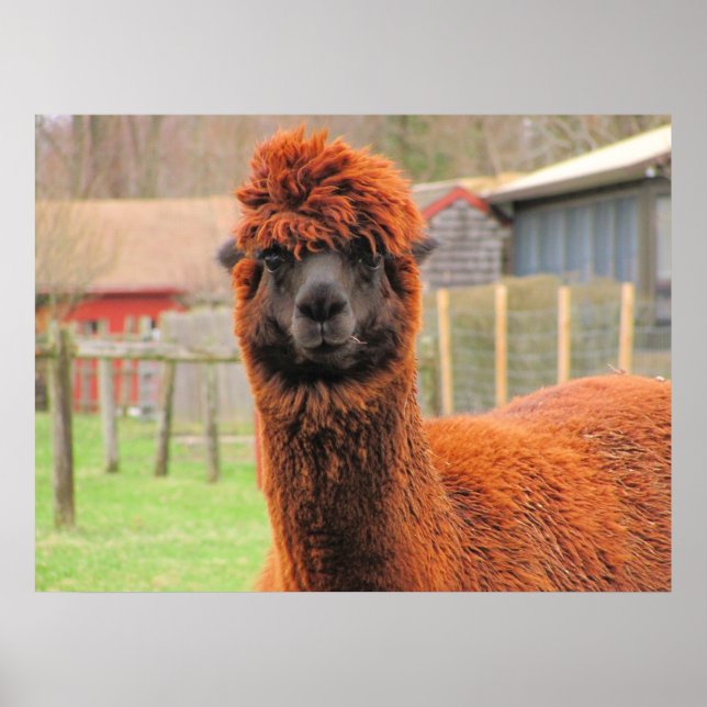 Affiche Curieux Alpaca ~ imprimer (Devant)