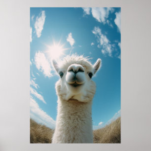 Affiche Curieux Alpaca sous le soleil