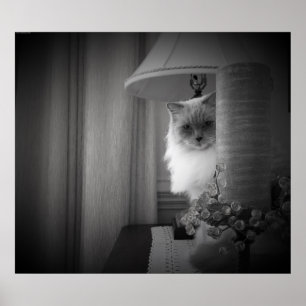 Affiche Curieux Chat,