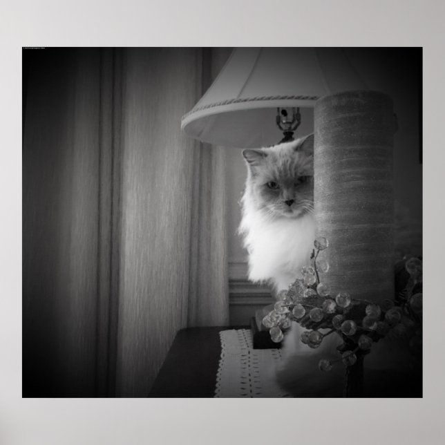 Affiche Curieux Chat, (Devant)