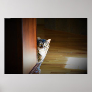 Affiche Curieux Chat,