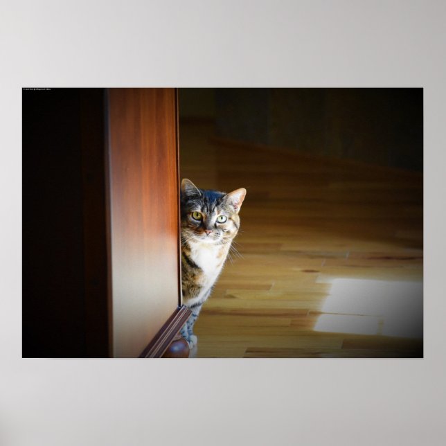 Affiche Curieux Chat, (Devant)