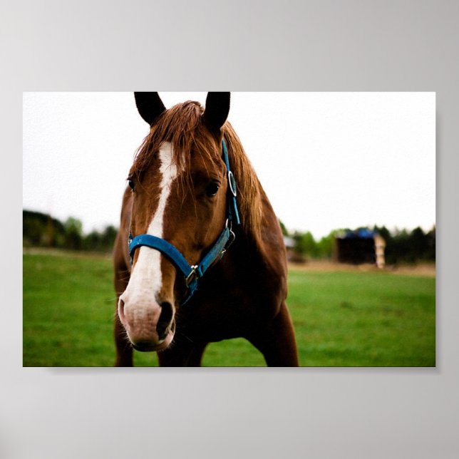 Affiche Curieux châtaignier (Devant)