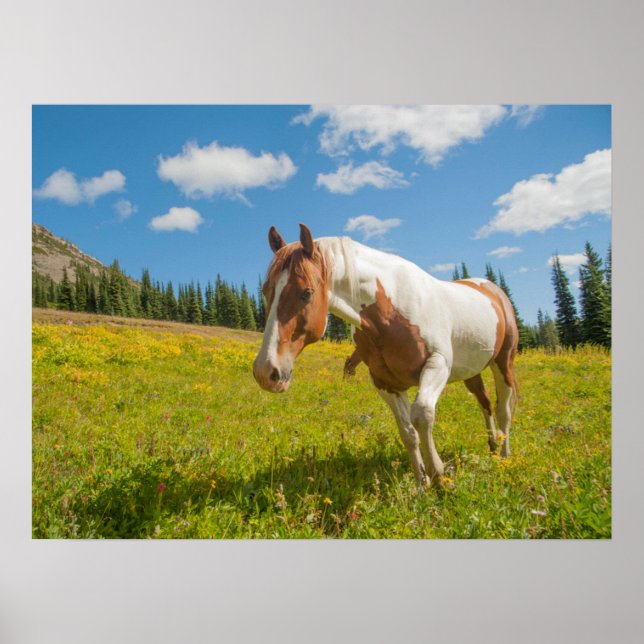 Affiche Curieux Cheval dans une prairie alpine en été (Devant)