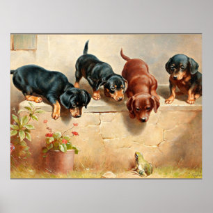 Affiche Curieux Chiots Dachshund et une grenouille