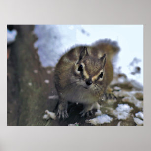 Affiche Curieux Chipmunk