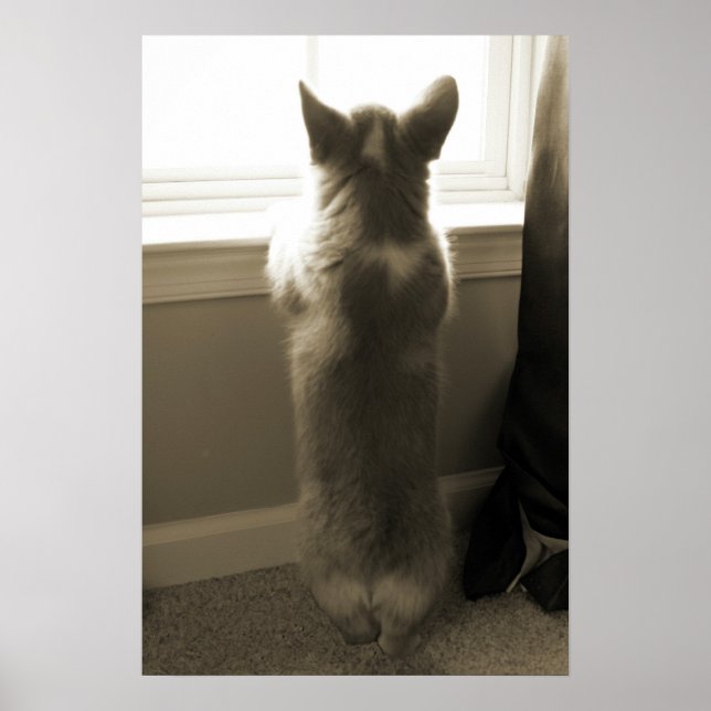 Affiche Curieux Corgi (Devant)