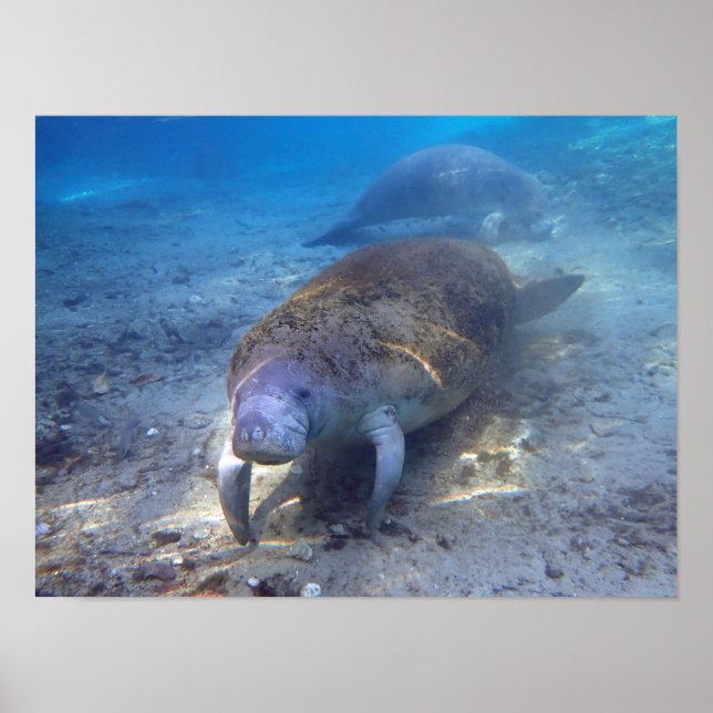 Affiche Curieux Manatee (Devant)