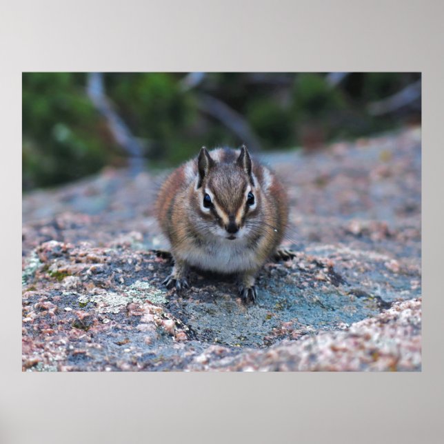 Affiche Curieux Petit Chipmunk (Devant)