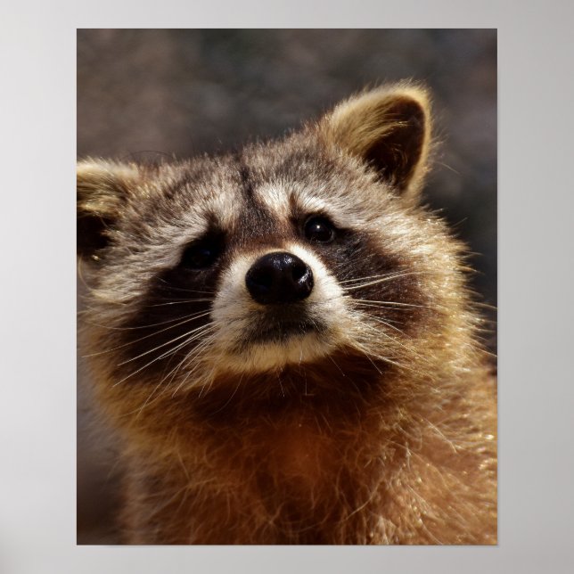 Affiche Curieux Raccoon (Devant)