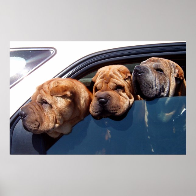 Affiche Curieux Shar Pei (Devant)