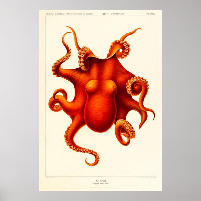 Affiche Curiosité animale Octopus Die Cephalopod 1915 (Devant)