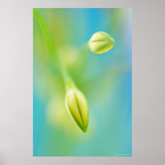 Affiche Curiosité floue