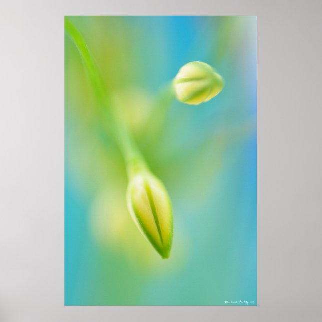 Affiche Curiosité floue (Devant)