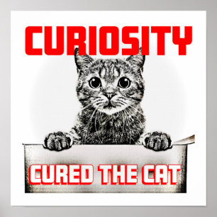Affiche Curiosité soignée Chat