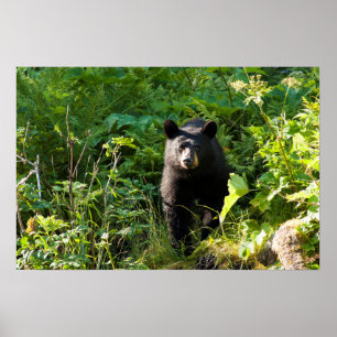 Affiche Curious Black Bear