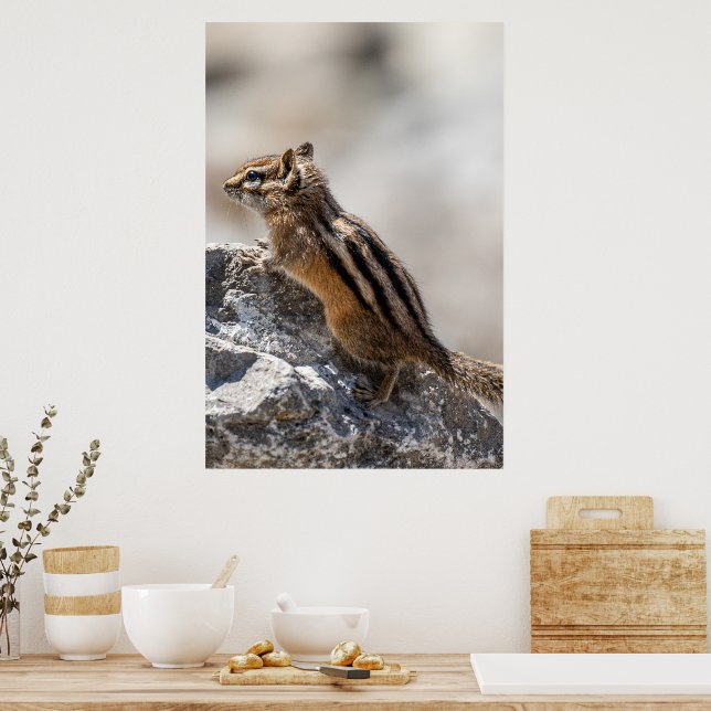 Affiche Curious Brown Chipmunk in Alberta (Cuisine)