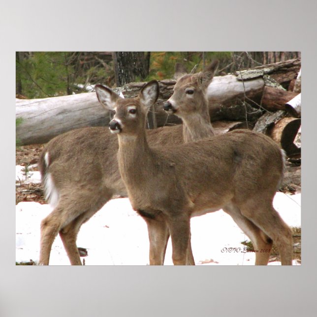 Affiche Curious Deer (Devant)