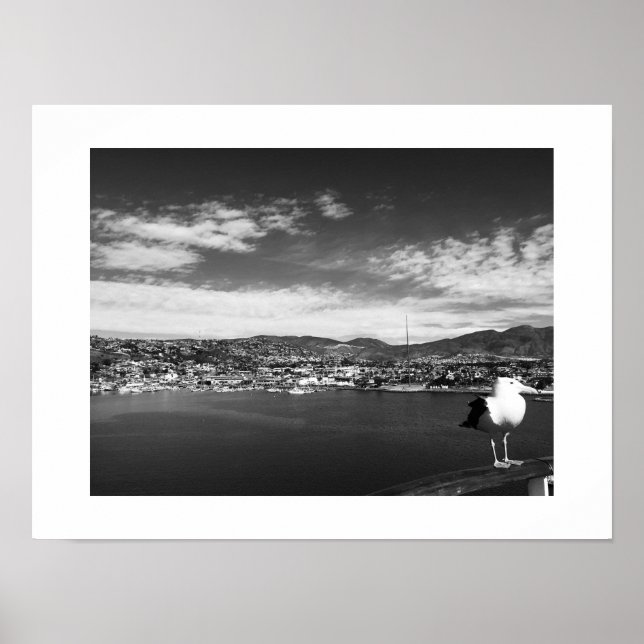 Affiche Curious Fellow Bird Black and White Photographie (Devant)