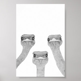 Affiche Curious Ostriches