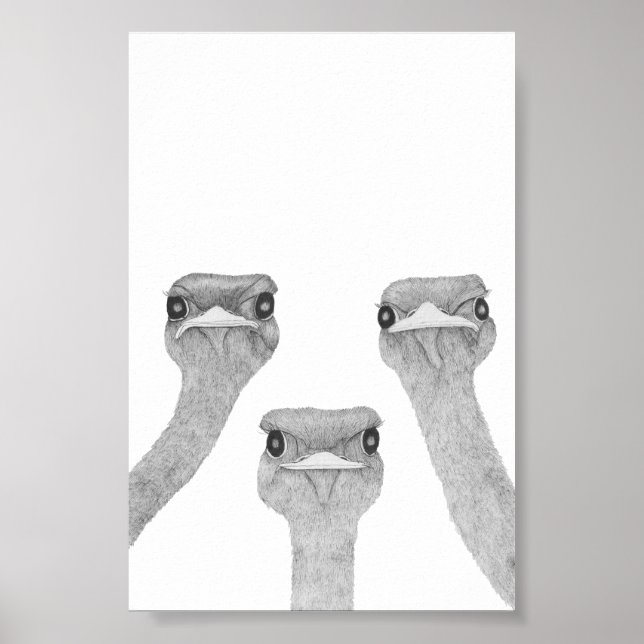 Affiche Curious Ostriches (Devant)